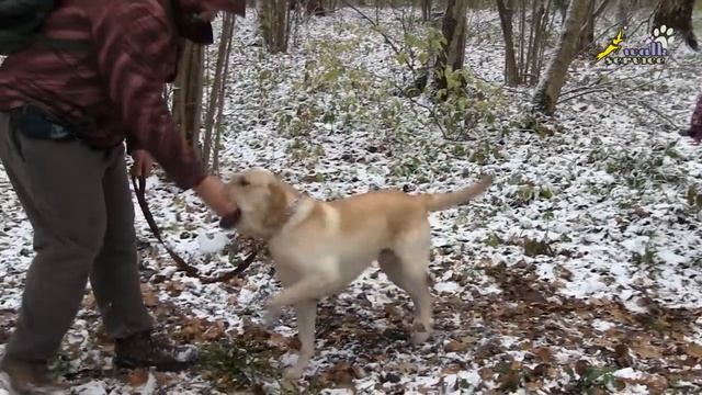 Хорошая пищевая реакция и плохая концентрация внимания, дрессировка собаки породы лабрадор ретривер смотреть онлайн