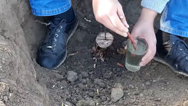 -Осенняя прививка винограда