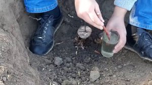 -Осенняя прививка винограда