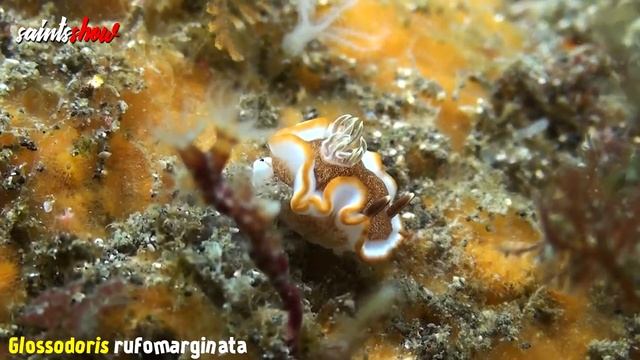 Землетрясение Йеллоустоун, Новости Сегодня, в Турции Сегодня, Торнадо 30 Марта! смотреть онлайн