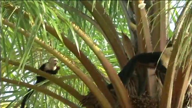 Arenas Del Mar │ Experience in Manuel Antonio смотреть онлайн