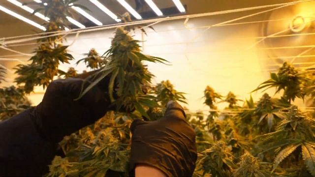 Трансляция номер 181 смотреть онлайн