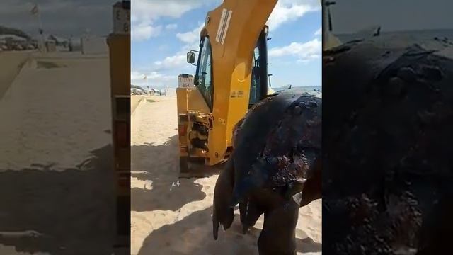 ШОК!!! СМОТРЕТЬ ВСЕМ!!! САМУЮ БОЛЬШУЮ В МИРЕ Кожистую черепаху выкинуло на берег Испании! смотреть онлайн