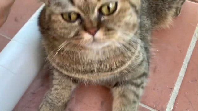 МАМА С МОТЕЙ МУЛЬТИКОМ НА ТЕРРАСЕ?♀️☕️?ДОМАШНИЙ ВЛОГ ?????(Katya Ru) смотреть онлайн