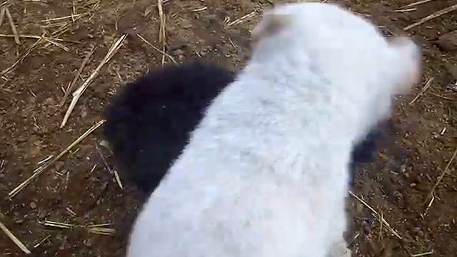 Алабай маленький зверь смотреть онлайн