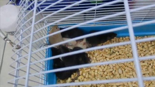 Югорск. Ветеринарная клиника гостиница для животныхаптека  и магазин..