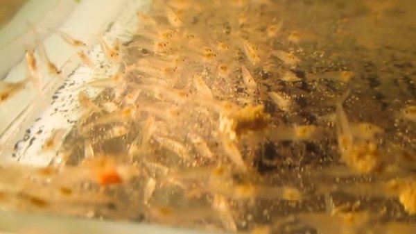 Креветка Амано Caridina japonica – кормление молоди
