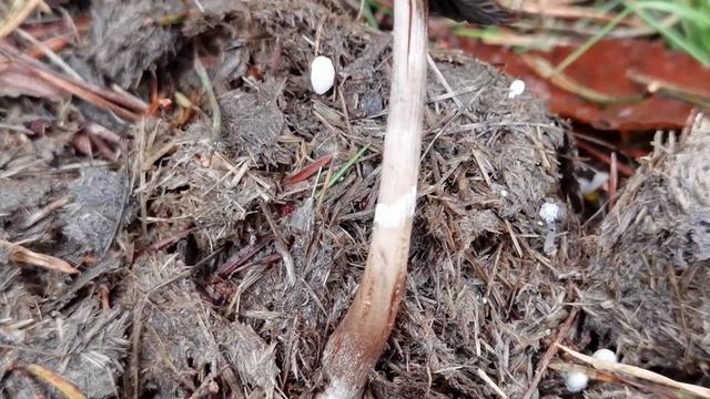 Panaeolus semiovatus. El paneolo anillado. identificación. смотреть онлайн