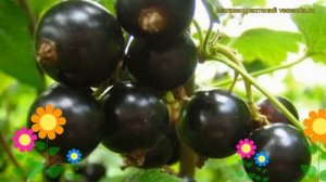 Смородина черная Пигмей. Краткий обзор, описание характеристик, где купить саженцы Pigmei