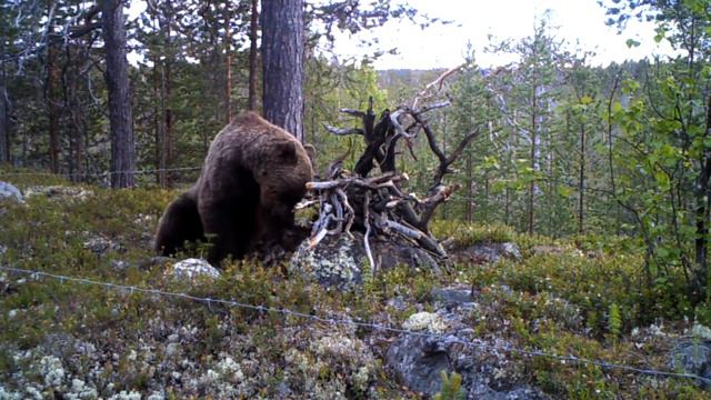 Мониторинг бурого медведя в заповеднике Пасвик, часть 1 смотреть онлайн