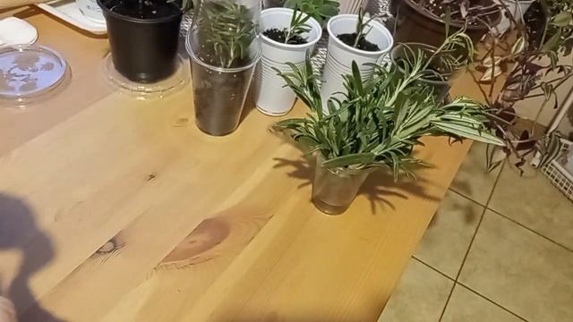 Посев Розмарина по правилам. Черенки 9 дней спустя. смотреть онлайн