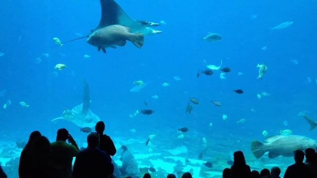 Whale Shark (Rhincodon typus) at The Georgia Aquarium смотреть онлайн