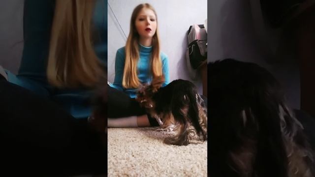 как ухаживать за собакой породы йоркширкский терьер? сколько обходиться в месяц? смотреть онлайн