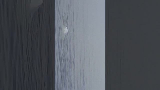 Красивые дельфины смотреть онлайн