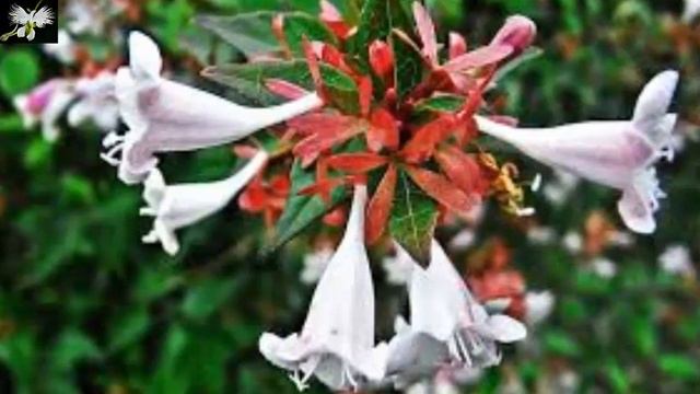 Cuidado y cultivo de la Abelia - ARBUSTOS Y TREPADORAS смотреть онлайн