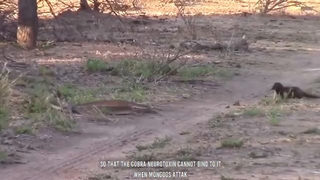 Who wins King COBRA vs MONGOOSE смотреть онлайн
