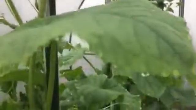Июльское утро смотреть онлайн
