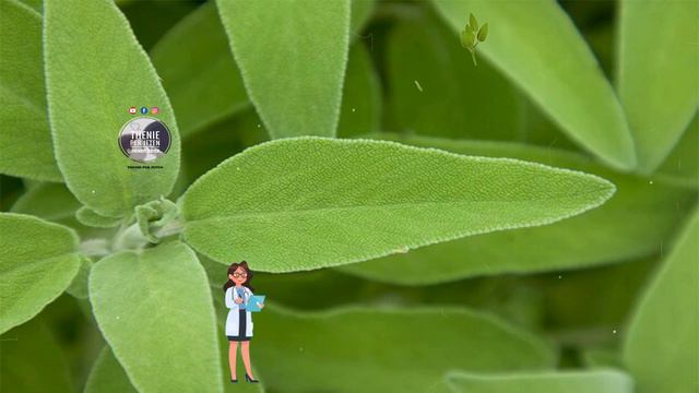 Merni 1 dozë nga kjo përbërje çdo ditë dhe nuk do të prekeni nga këto sëmundje gjith jetën смотреть онлайн