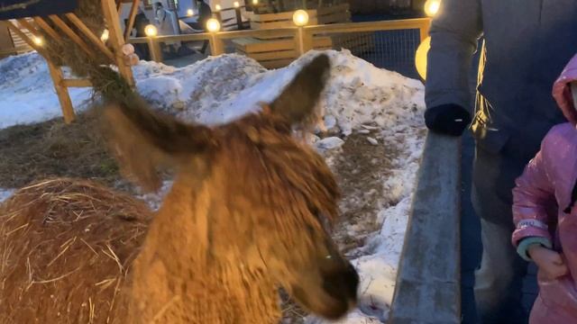 Кормим альпак. Альпака парк в парке Сказка, Москва смотреть онлайн