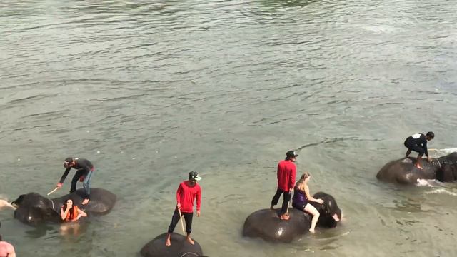 купание со слонами по дороге на реку Квай ( river kwai ) Тайланд смотреть онлайн