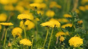 Одуванчики желтые весенние. Цветы весны | Футажи красивая природа [FullHD]