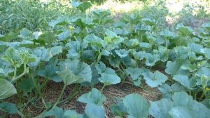 Формирование и прищипка дынь. Результат Вас удивит!