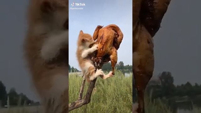 Котик жрёт курицу??????? смотреть онлайн