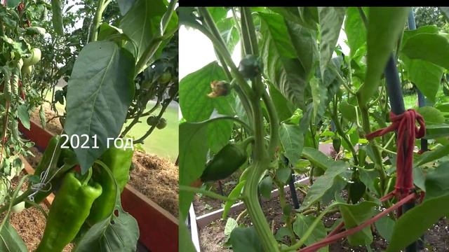 Перец в открытом грунте и в теплице пострадали от... / Минская область Беларусь Belarus смотреть онлайн