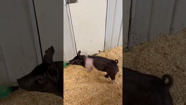 45-5 XB смотреть онлайн