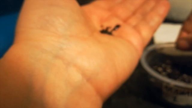 ПОСЕВ АКВИЛЕГИИ В КИПЯТОК