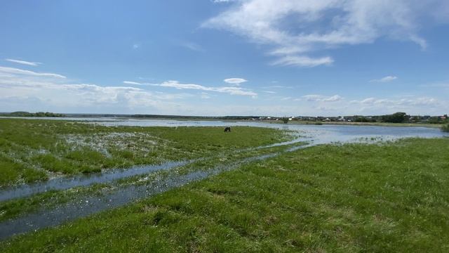 приносит ли мячик Акита? смотреть онлайн