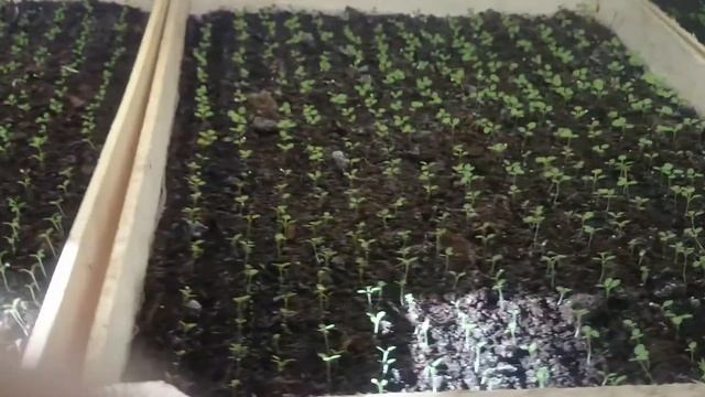 Обзор рассады петунии 1-20 день. Рассада цветов 2021 смотреть онлайн