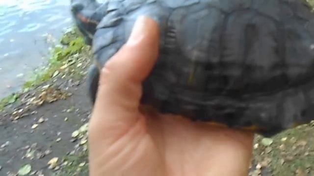 Красноухая черепаха смотреть онлайн