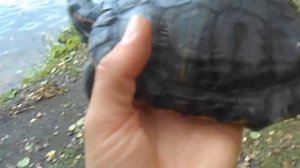 Красноухая черепаха