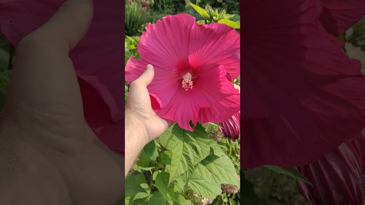 Гибискус травяной или болотный28 августа #сад смотреть онлайн
