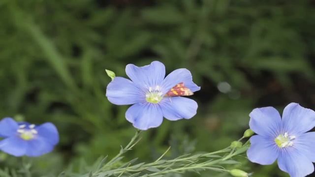 Flower Gardens : How to Grow Perennial Blue Flax (Linum Perenna) смотреть онлайн