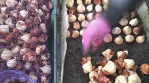 КАК ВЫРАСТИТЬ ТЮЛЬПАНЫ - ТОЛЬКО ПРОВЕРЕННЫЕ СОВЕТЫ