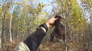 Осенняя охота на вальдшнепа с легавой.Первый трофей в этом сезоне!!!