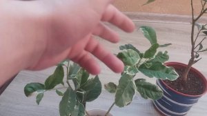 Формировка лимона эврика вариегатный.