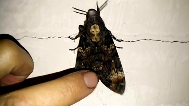 Бабочка Мёртвая Голова смотреть онлайн