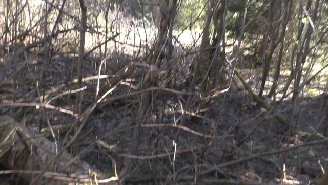 АКА Сигнум и Поисковый магнит в лесном пруду / Поиск с металлоискателем видео / кладоискатель / пвд смотреть онлайн