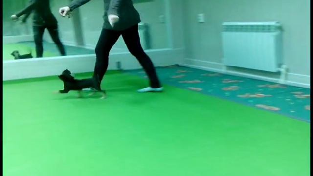 П-к Южная Диковинка ( мопсы, чихуахуа ) смотреть онлайн