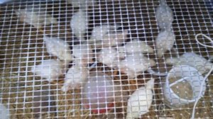 Мешанка для бройлеров своими руками.