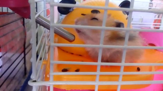Хомячки - Хомяк пьет воду и сидит в домике) 🐹💕| Хомячуля: Secret Life Hamster - Pets смотреть онлайн
