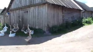 Как аист домашней птицей был