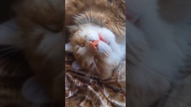 RESIDENT EVIL 4 / резидент евил ремейк полное прохождение девушка смотреть онлайн