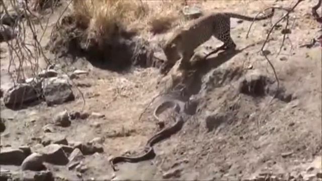 Опасные животные. Дикие животные. Леопард нападает на питона смотреть онлайн