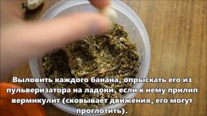 РЕСНИТЧАТЫЙ БАНАНОЕД- Разведение/ УСПЕШНАЯ ИНКУБАЦИЯ/ ЧТО ДЕЛАТЬ С МОЛОДНЯКОМ?