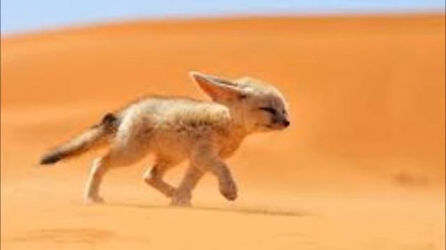 Across The Desert Sands смотреть онлайн