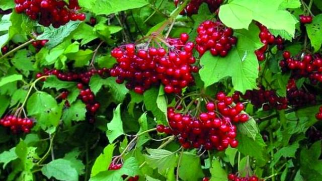 Калина: польза, вред и свойства, чем полезна калина для мужчин и женщин смотреть онлайн
